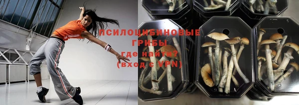 стаф Аркадак